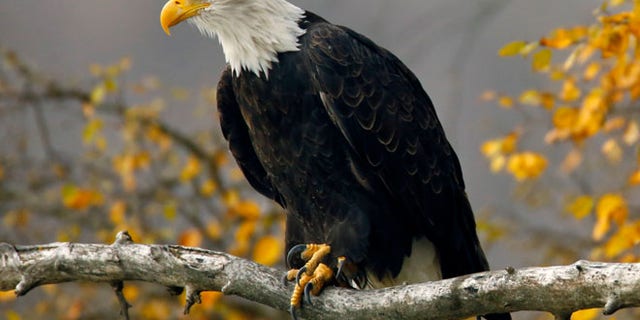 Wildlife officials are offering up to $10,000 to solve the mystery of how seven bald eagles and one great horned owl died in Maryland. (Reuters)<br data-cke-eol="1">