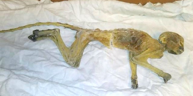 Crews found a mummified monkey last week in an air duct on the seventh floor of Dayton's store in Minneapolis.