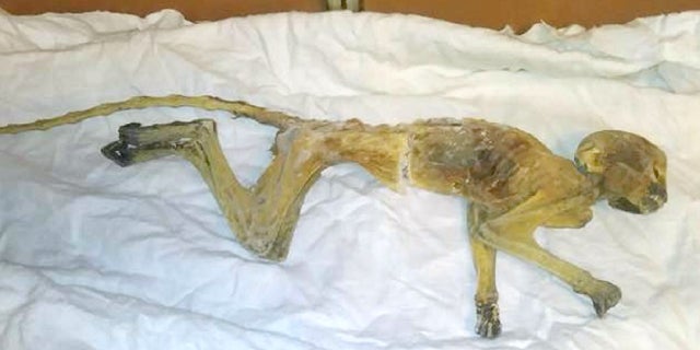 Crews found a mummified monkey last week in an air duct on the seventh floor of Dayton's store in Minneapolis.