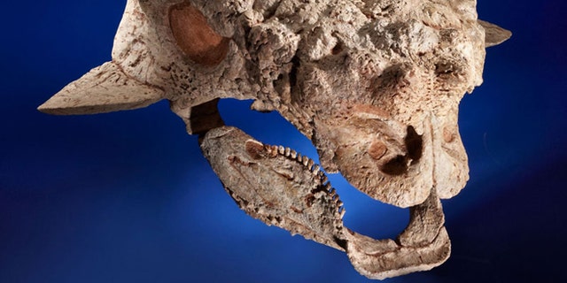 This Ankylosaurid skull is among the fossils auctioned on Sunday that paleontologists suspect were taken illegally from Mongolia.