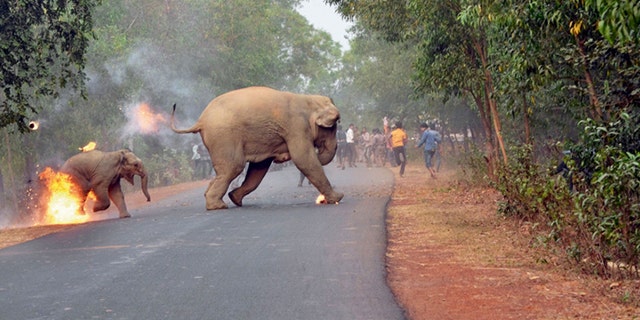 The graphic moment two elephants were attacked in east India.