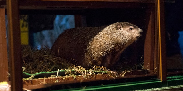Groundhog Staten Island Chuck is seen during a "Groundhog Day" event at the Staten Island Zoo in New York February 2, 2015.