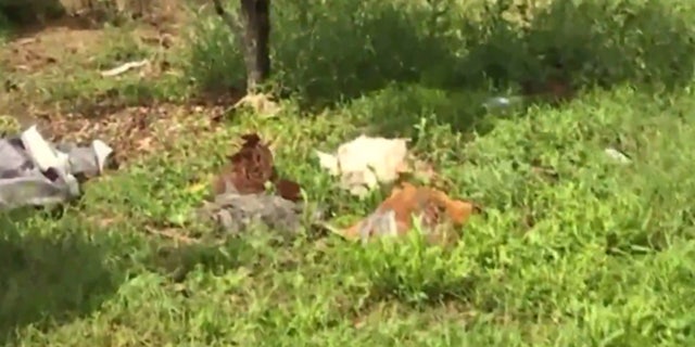 Some of the chickens that were killed in Trip Kiss' yard.