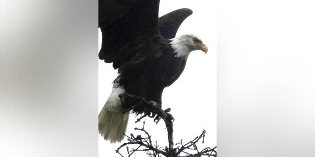 FILE - In this Nov. 5, 2016 file photo, a bald eagle is poised for flight from a treetop perch at the Mendenhall Glacier Recreation Area in Juneau, Alaska. Audubon Society bird counters found the number of bald eagles in 2015 were double the 1995 count. Some farmers and conservationists say the resurgence of the American bald eagle has come at a price. (AP Photo/Becky Bohrer, File)