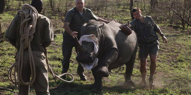FILE - In this file photo takentaken Thursday, Nov. 20, 2014 a darted rhino is blind-folded before being grounded for skin and blood samples to be taken, and microchipped, near Skukuza, South Africa, before being transported by truck to an area hopefully safe from poachers in a bid to cut down on the numbers killed by poachers. Some conservationists believe that the reported numbers of rhinos killed could be much higher than recorded. (AP Photo/Denis Farrell, File)