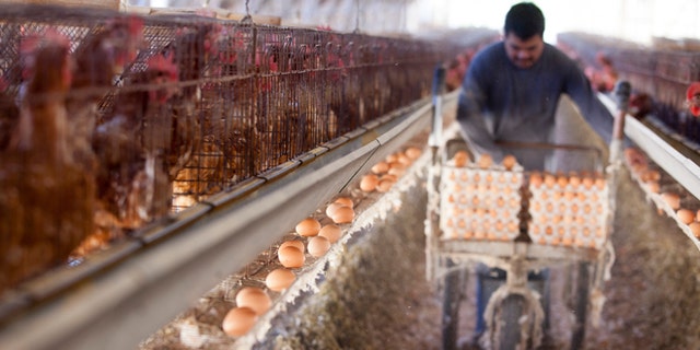 SAN DIEGO, CA - NOVEMBER 6: A farm worker collects eggs in an old-fashioned chicken house at an egg farm, on November 6, 2014 in San Diego, California. California voters passed an animal welfare law in 2008 to require that the state's egg-laying hens be given room to move around, but did not provide the funds for farmers to convert. (Photo by Melanie Stetson Freeman/The Christian Science Monitor via Getty Images)