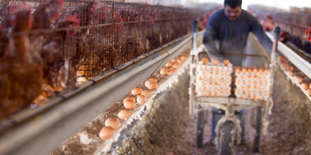 SAN DIEGO, CA - NOVEMBER 6: A farm worker collects eggs in an old-fashioned chicken house at an egg farm, on November 6, 2014 in San Diego, California. California voters passed an animal welfare law in 2008 to require that the state's egg-laying hens be given room to move around, but did not provide the funds for farmers to convert. (Photo by Melanie Stetson Freeman/The Christian Science Monitor via Getty Images)