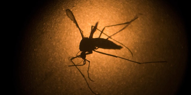 FILE - In this Jan. 27, 2016, file photo, an Aedes aegypti mosquito is photographed through a microscope at the Fiocruz institute in Recife, Pernambuco state, Brazil. The mosquito behind the Zika virus seems to operate like a heat-driven missile of disease. Scientists say the hotter it gets, the better the mosquito that carries Zika virus is at transmitting a variety of dangerous illnesses. (AP Photo/Felipe Dana, File)