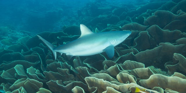 Shark