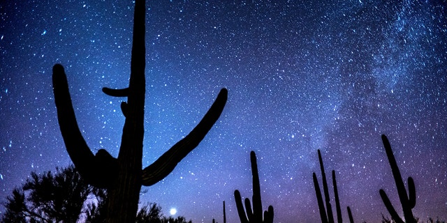 The Saguaros cacti can grow more than 40 feet tall and can live upwards of 200 years.