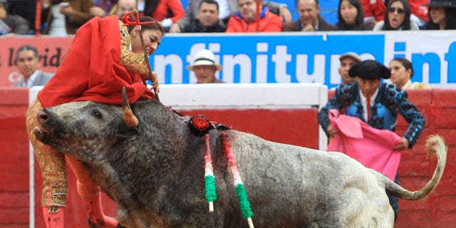 In this Dec. 28, 2014 photo, Karla de los Angeles, one of Mexico's few female bullfighters, is gored by a bull during a bullfight in Mexico City. The 26-year-old bullfighter who suffered a pair of gashes to the thigh and buttock when she was gored twice by the bull says she is determined to return to the ring by mid-January, two days after she and several others were gored by what she described as a "very smart" bull. (AP Photo/Gabino Acevedo, Cuartoscuro.com) MEXICO OUT - NO PUBLICAR EN MEXICO - MANDATORY CREDIT - CREDITO OBLIGATORIO