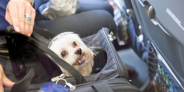 Delta Air Lines bans emotional support animals on flights longer than 8  hours | Fox News