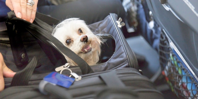 Delta Air Lines bans emotional support animals on flights longer than 8 hours | Fox News Delta Air Lines bans emotional support animals on flights longer than 8 hours | Fox News