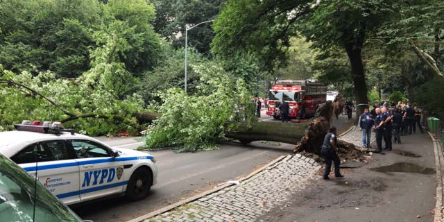 A massive tree in Central Park crashed down on a mother and her three children.
