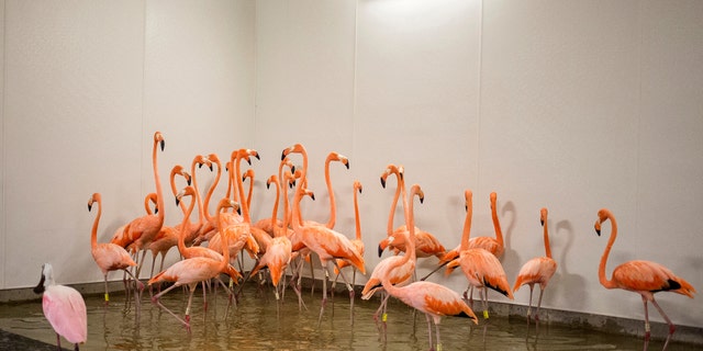 Flamingos take refuge in a shelter Saturday ahead of Hurricane Irma's arrival at the zoo in Miami.