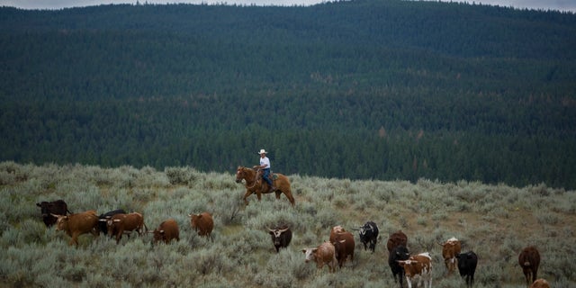Cattle Drive