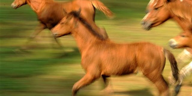 Chincoteague ponies gallop into the corral at the Chincoteague Carnival Grounds after the 90th annual Chincoteague Pony Swim on Wednesday, July 29, 2015. A portion of the pony herd will be auctioned on Thursday to benefit the Chincoteague Volunteer Fire Company, which owns and maintains the herd.