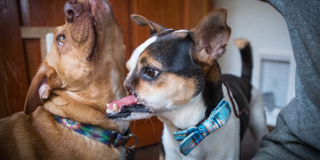 Wilhardt says despite his missing snout, Wacku is still able to swallow, eat, sniff and give kisses.