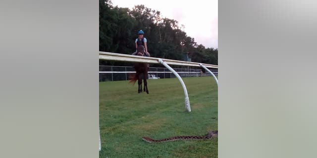 The dark shadow Masayuki Abe was seeing was actually a giant carpet python, slithering across the track.