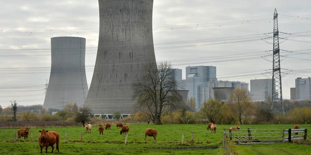 In this Nov. 14, 2013 file photo cows are standing in front of the latest coal-fired power station of German power provider RWE in Hamm, Germany. The share of electricity generated from coal rose in Germany last year as the country seeks to achieve its ambitious aim of switching off all nuclear power plants by 2022. (AP Photo/Martin Meissner, File)