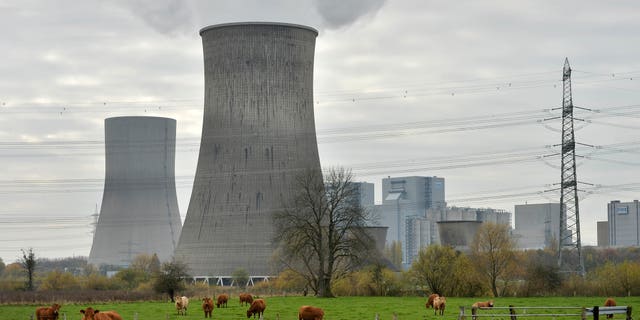 In this Nov. 14, 2013 file photo cows are standing in front of the latest coal-fired power station of German power provider RWE in Hamm, Germany. The share of electricity generated from coal rose in Germany last year as the country seeks to achieve its ambitious aim of switching off all nuclear power plants by 2022. (AP Photo/Martin Meissner, File)