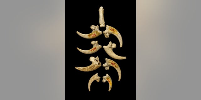 The eight eagle talons from Krapina arranged with an eagle phalanx that was also found at the site.
