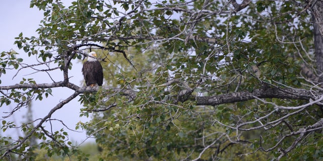 A bald eagle sits along the Kenai River in Alaska.