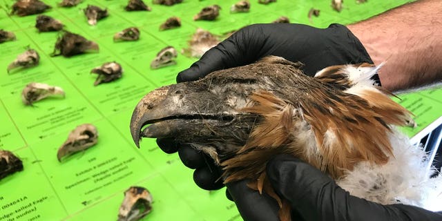 One of the dead eagles (DELWP)