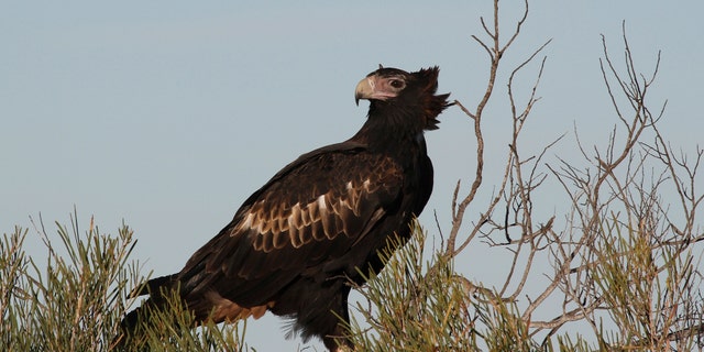 File photo of a wedge-tailed eagle on the Peron Peninsula in Western Australia
