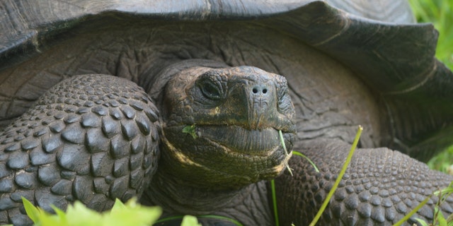 This is an image of C. donfaustoi, a new species of turtle found on the Galapagos island of Santa Cruz. (Washington Tapia)