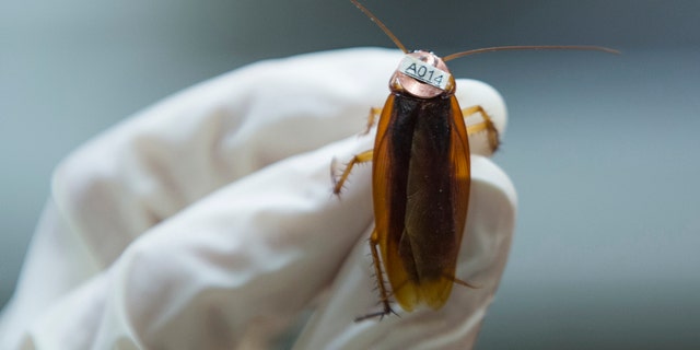 File photo: An american cockroach (Periplaneta americana), on which a radio tag is attached, is seen at the Universite libre de Bruxelles (ULB) in Brussels March 6, 2015. (REUTERS/Yves Herman)