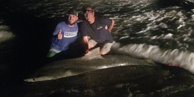 The shark was 12-feet long.