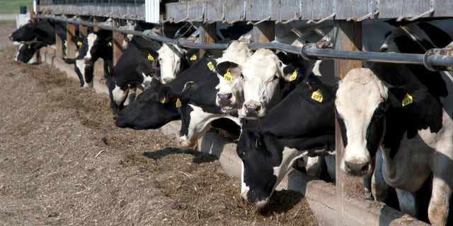 July, 2012: Farmers and ranchers are likely to use ear tags that assign a number to each animal.