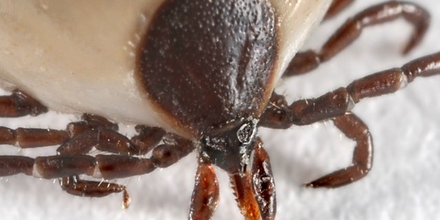 The Deer Tick