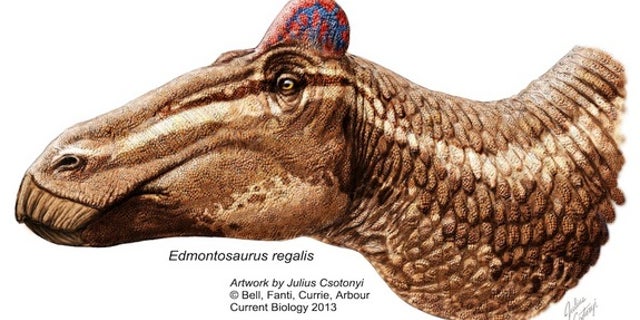 A reconstruction of <i>Edmontosaurus</i> sporting a fleshy "rooster" comb.
