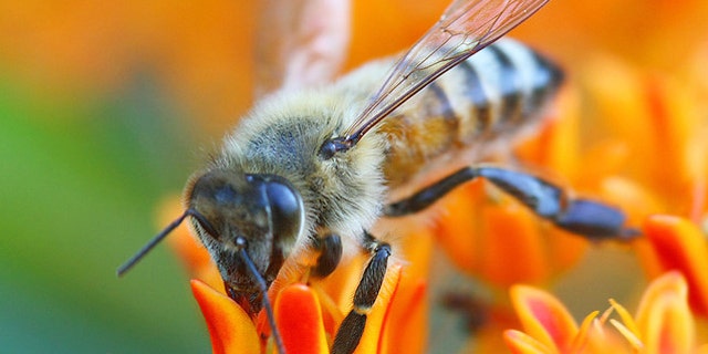 Despite their grass-seed-sized brains, bees have signifcant computational prowess.