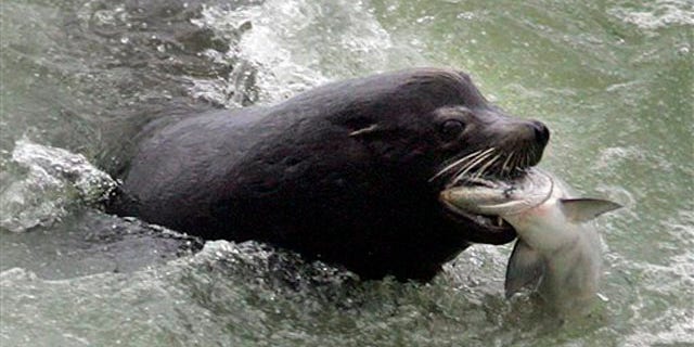 eed1372c-Sea Lions Salmon