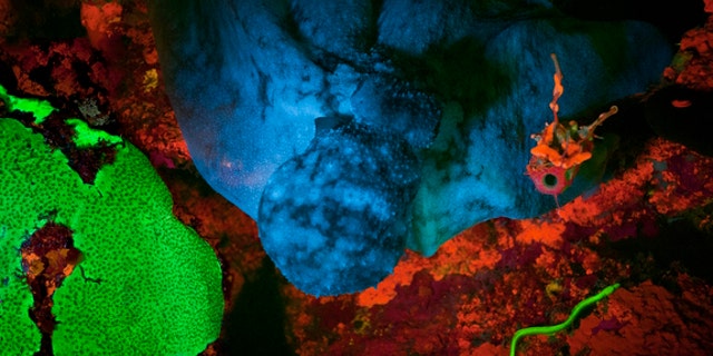 This biofluorescent green eel (lower right corner) surprised scuba-diving scientists, and prompted them to study its glowing proteins.