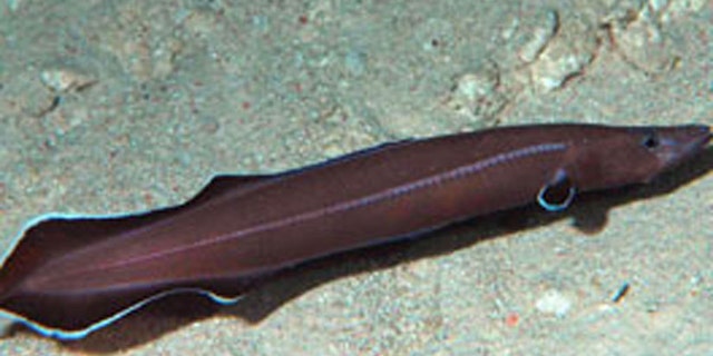 This newly discovered eel's existence dates back to 200 million years ago.