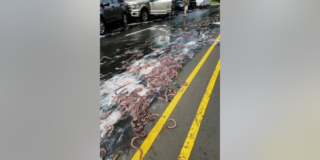 This photo provided by the Oregon State Police shows eels on Highway 101 after a truck hauling them overturned in Depoe Bay, Ore., Thursday, July 13, 2017. Police said Salvatore Tragale was driving north with 13 containers holding 7,500 pounds (3,402 kilograms) of hagfish, which are commonly known as slime eels. (Oregon State Police via AP)