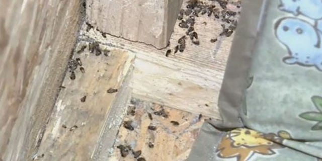 The box smelled of urine and had dead bugs on the floor, authorities said.