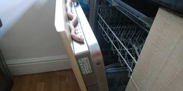 The corn snake, a North American rat snake, was safely removed from the home with help from Royal Society for the Prevention of Cruelty to Animals officials.