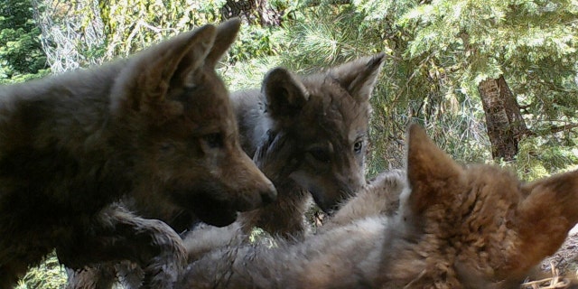 JUNE 30: Remote camera image released by the U.S. Forest Service shows a female gray wolf and her mate with a pup born this year in the wilds of Lassen National Forest in Northern California.