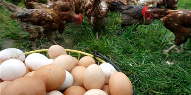 Chickens gather near a basket of freshly gathered eggs at Pete & Jen's Backyard Birds, a small organic farm in Concord, Mass., Aug. 23. The farm has not been affected by the egg recall. (AP Photo)