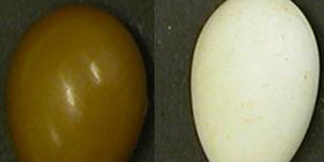 A study showed that while most of the colors of birds' eggshells are visible to humans, UV hues we miss may be important to birds.
