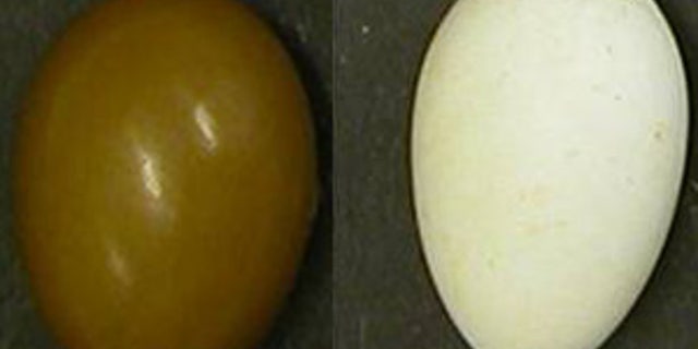 A study showed that while most of the colors of birds' eggshells are visible to humans, UV hues we miss may be important to birds.
