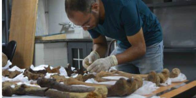 Experts are studying the three skeletons found in the mysterious black granite sarcophagus (Egyptian Ministry of Antiquities)