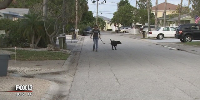 Tina Marie Walker takes Elario out for a walk in Madeira Beach, Florida.
