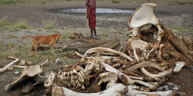 100.000 gajah dibunuh oleh pemburu liar di Afrika, demikian temuan penelitian