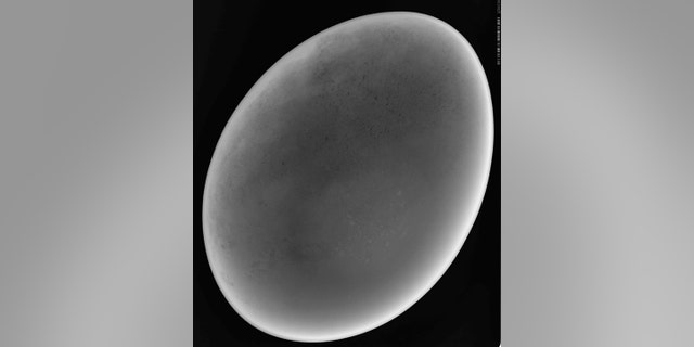 A radiography (X-Ray) of a rare elephant bird egg confirmed it had been real all along.